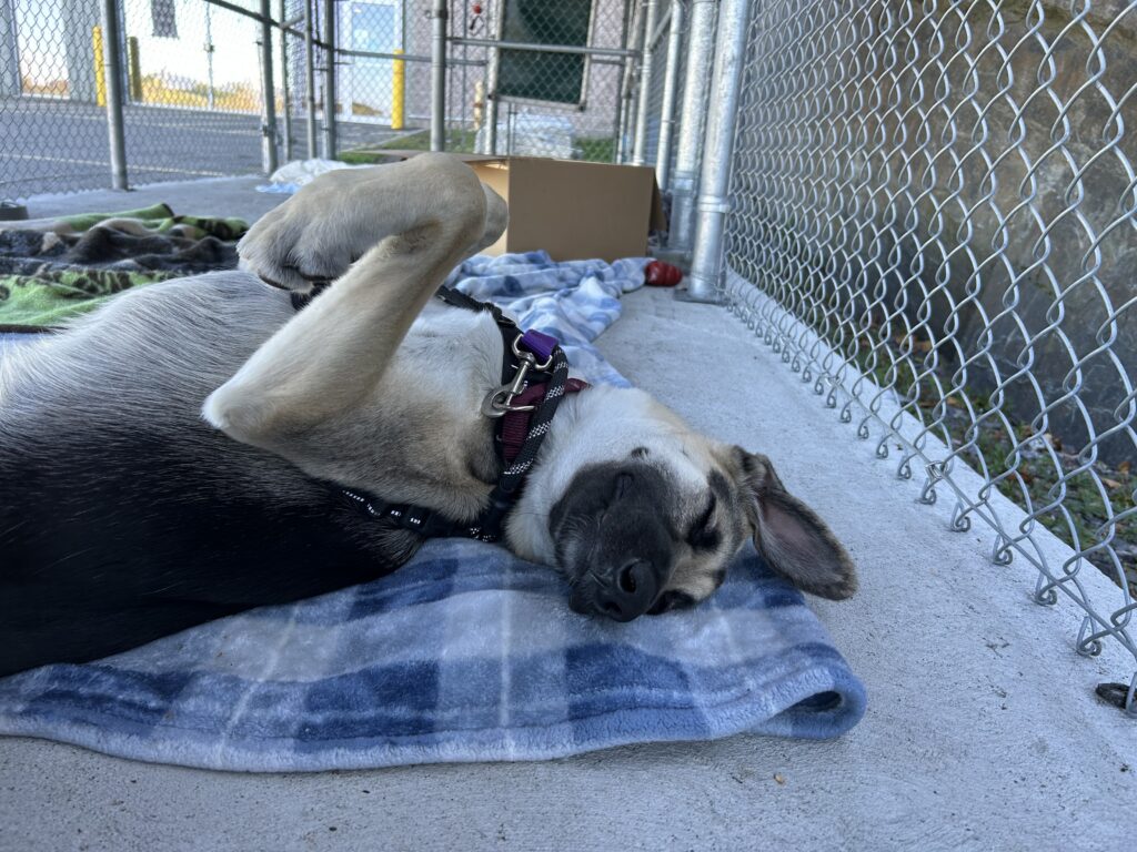 dog laying on its back in kennel