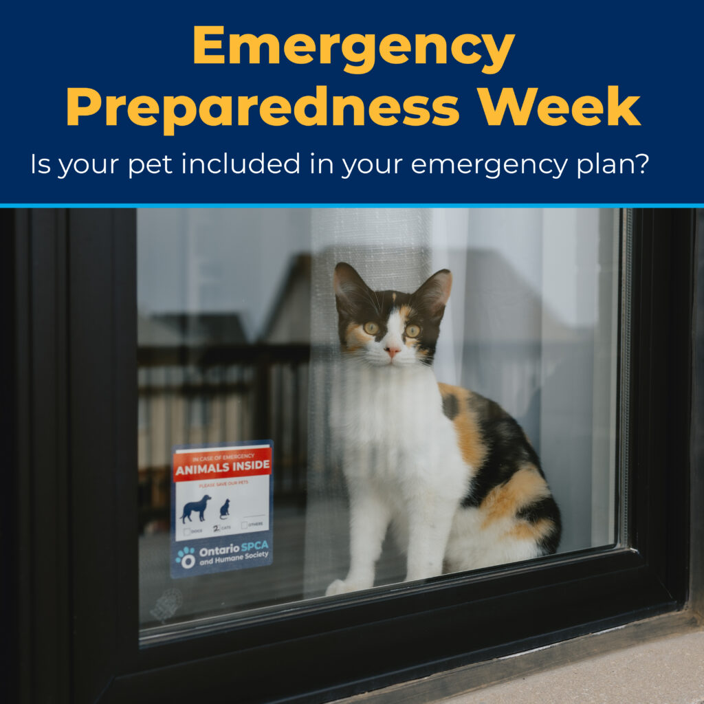 Emergency Preparedness Week graphic featuring a calico cat behind a window with an Ontario SPCA and Humane Society “Animals Inside” sticker