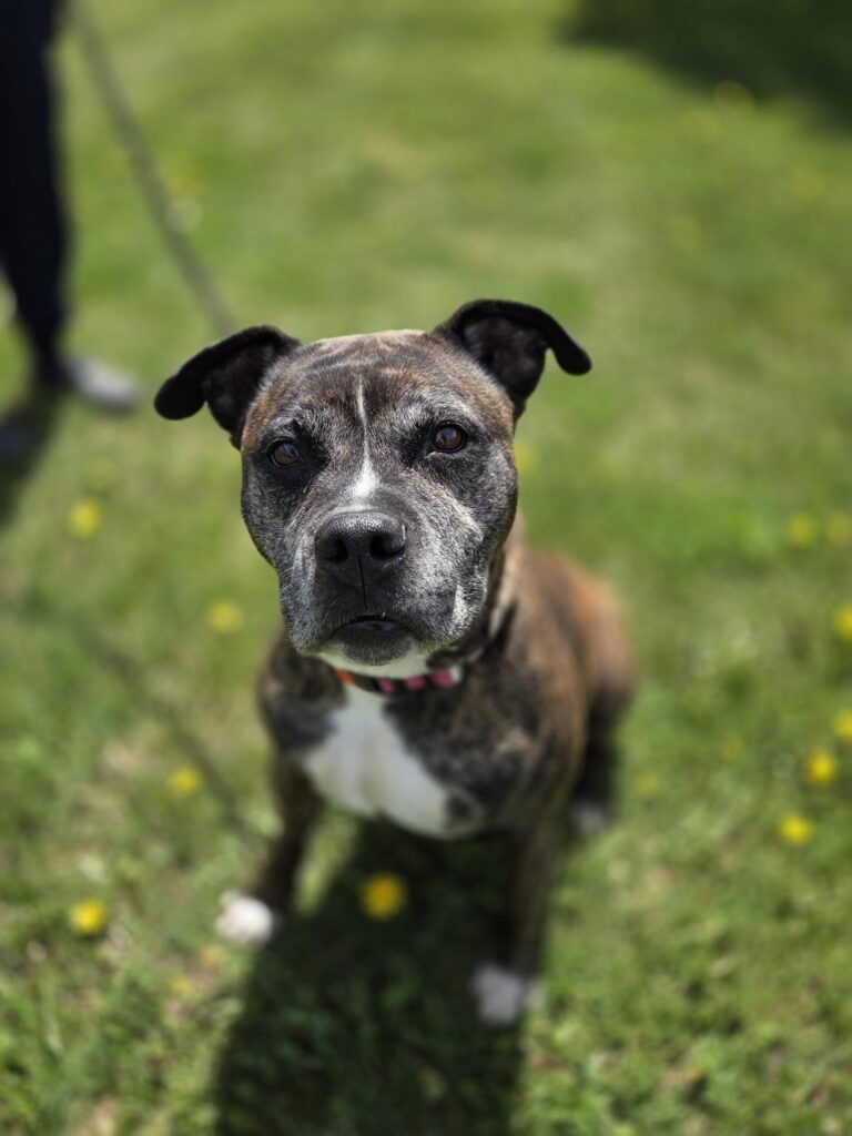 dog with greying muzzle sitting on grass looking at camera