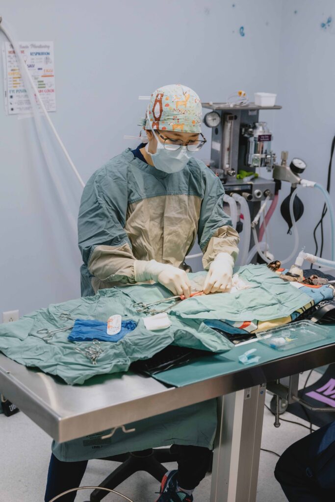 A veterinary professional wearing surgical scrubs, gloves, a mask, and a patterned surgical cap performs a procedure on an animal on an operating table. Medical instruments and anesthesia equipment are visible in a clinical treatment room.