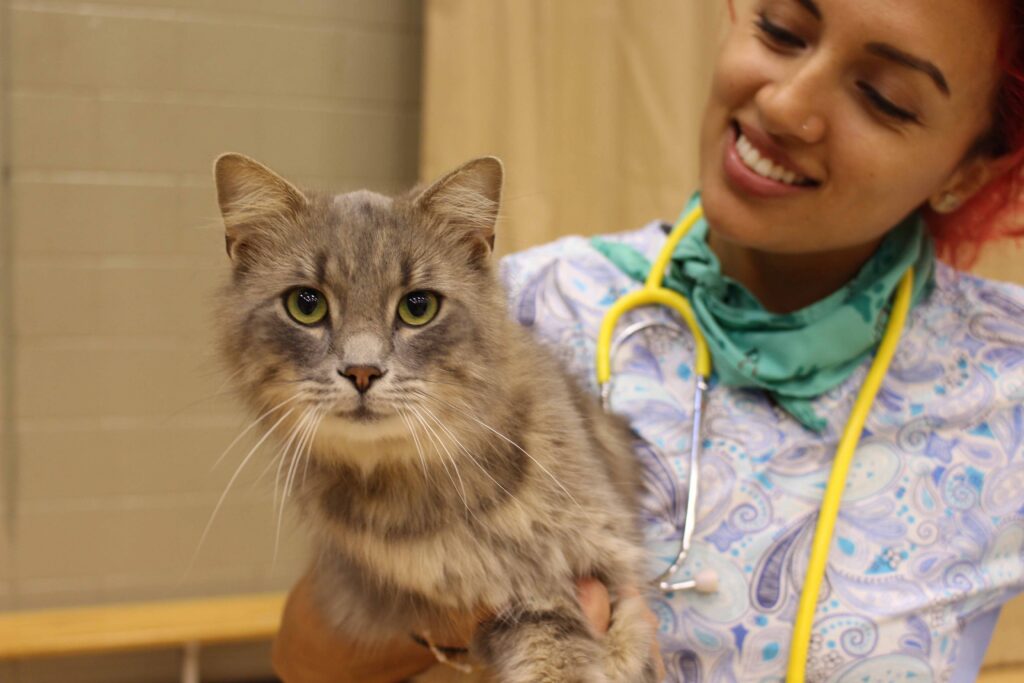 A smiling veterinary team member wearing a stethoscope holds a fluffy gray cat with bright green eyes. The cat faces the camera while being gently supported in a clinic setting.