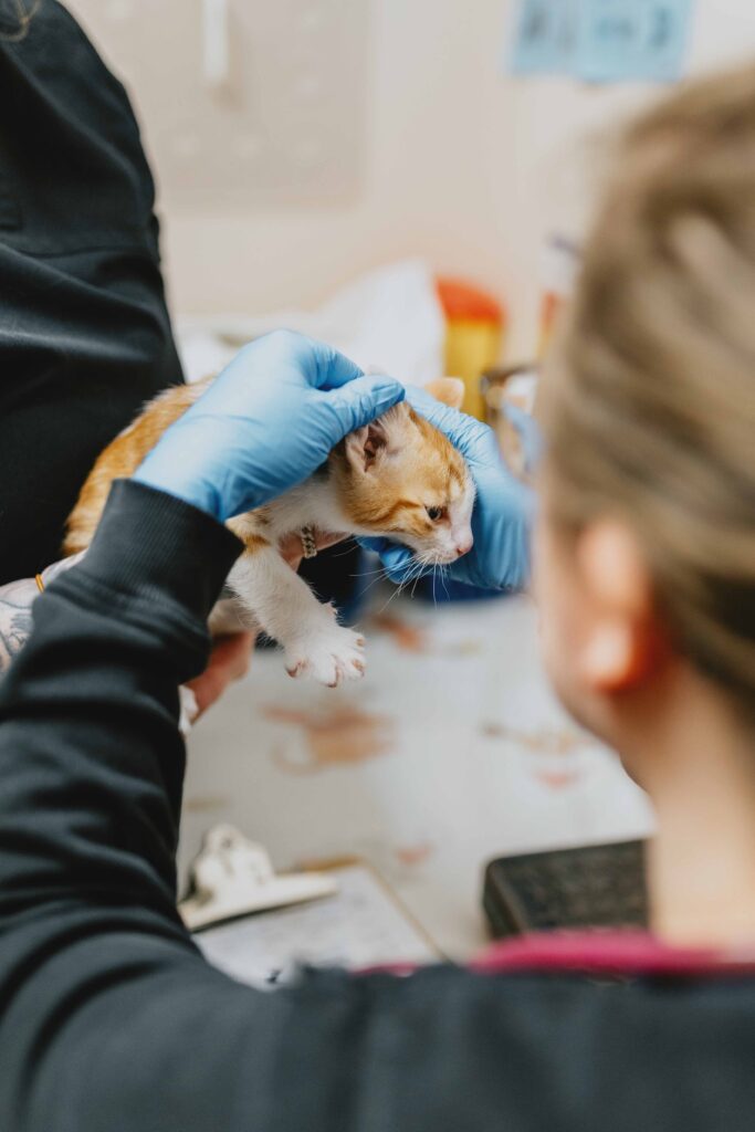 A veterinary professional wearing blue gloves examines the ear of an orange-and-white kitten. The kitten is held securely during the checkup in a veterinary exam room.
