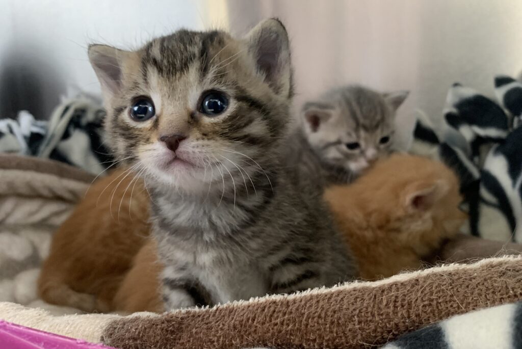 kitten litter at animal centre