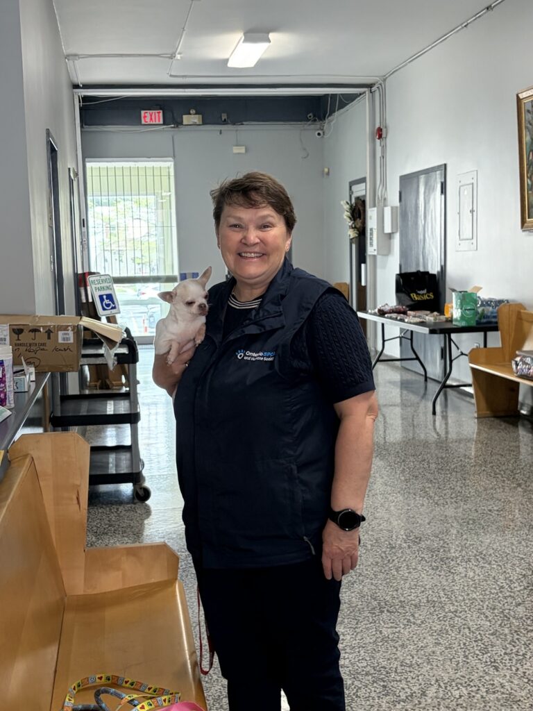 Ontario SPCA staff member smiling while holding a tiny white Chihuahua in a bright hallway at a pet event.
