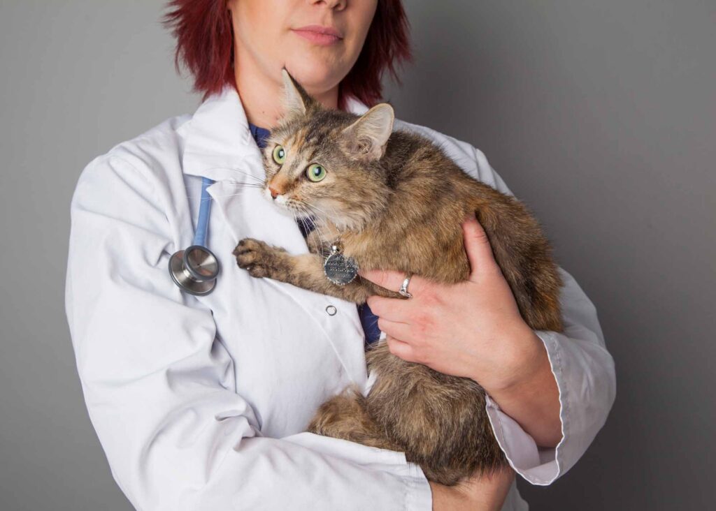 A veterinary professional in a white coat with a stethoscope cradles a tabby cat. The cat looks alert while being held comfortably against the person's chest.