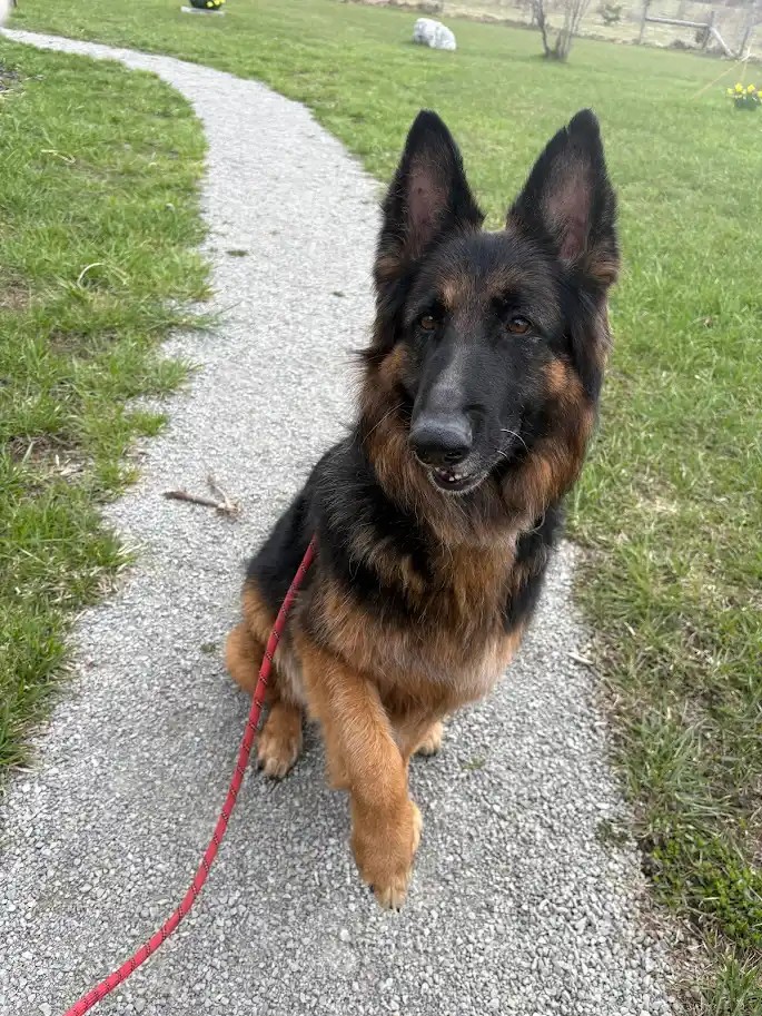 brown and black dog sitting on gravel looking at camera