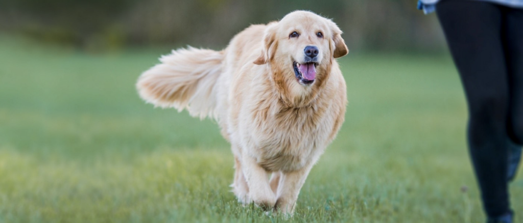 Dog running in field