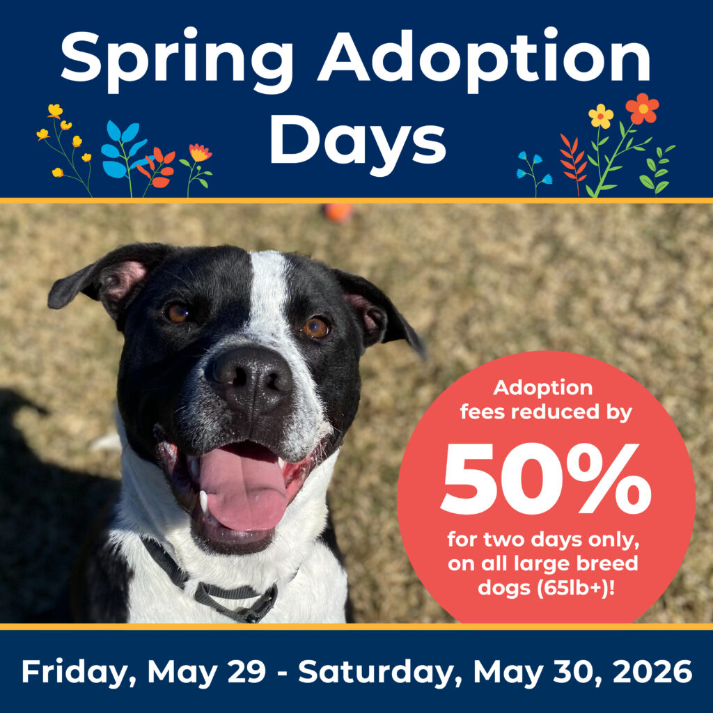 Graphic for "Spring Adoption Days." Close-up of a black and white dog with a happy expression, sitting in a sunny field. A red circular text overlay states: "Adoption fees reduced by 50% for two days only, on all large breed dogs (65lb+)!" The dates "Friday, May 29 - Saturday, May 30, 2026" are listed at the bottom.