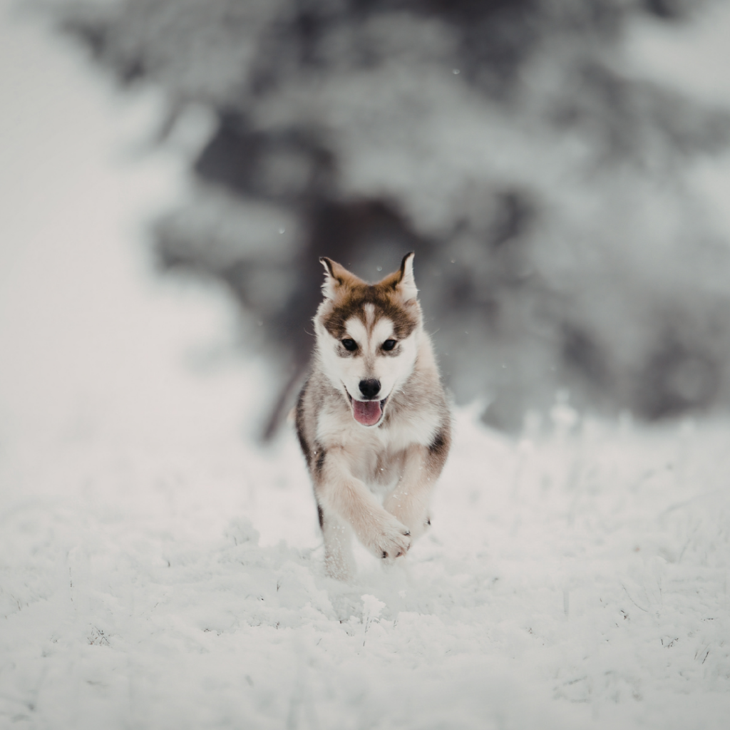 Husky puppy running through snow