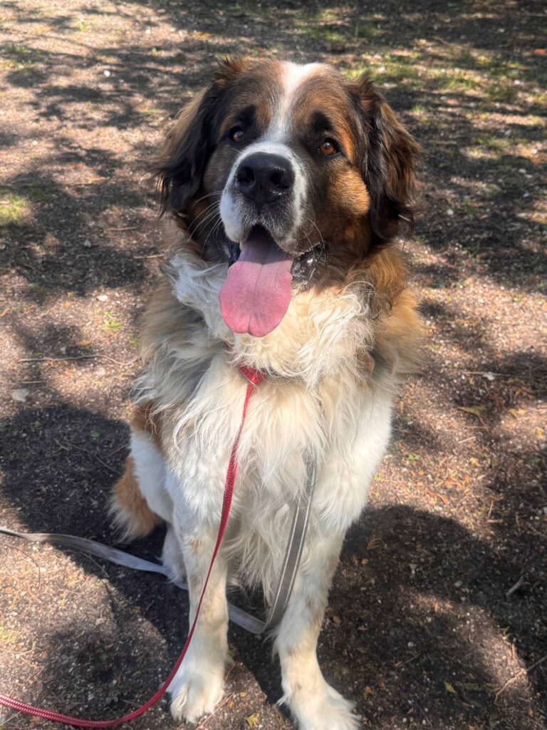 fluffy brown and white dog sitting on grass looking at camera