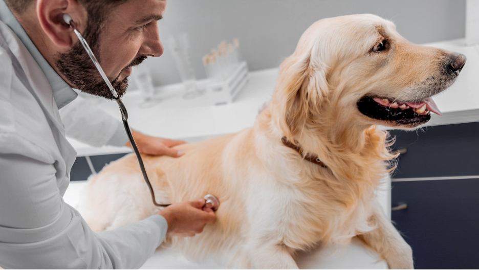 Man with stethoscope listening to dog's heart