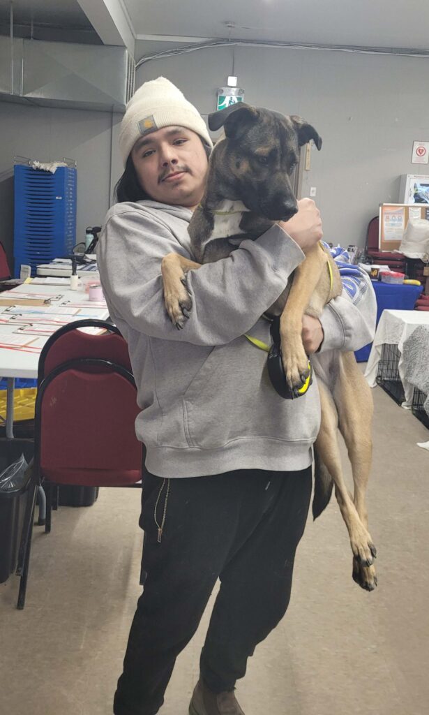 Person in a cream beanie and gray hoodie holding a large brindle dog with tan legs and a white chest inside a community animal clinic.