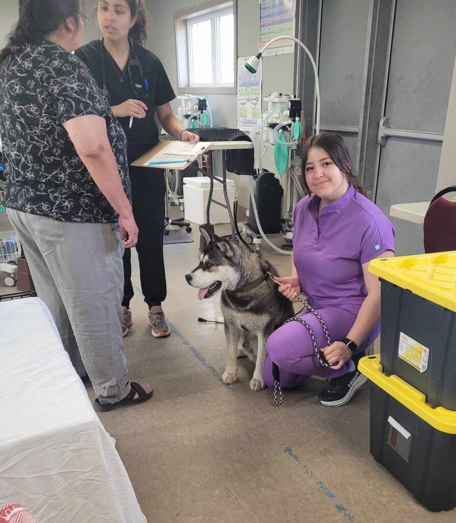 Veterinary staff speak with a pet owner while another staff member in purple scrubs kneels beside a large husky-type dog during a community animal wellness event.