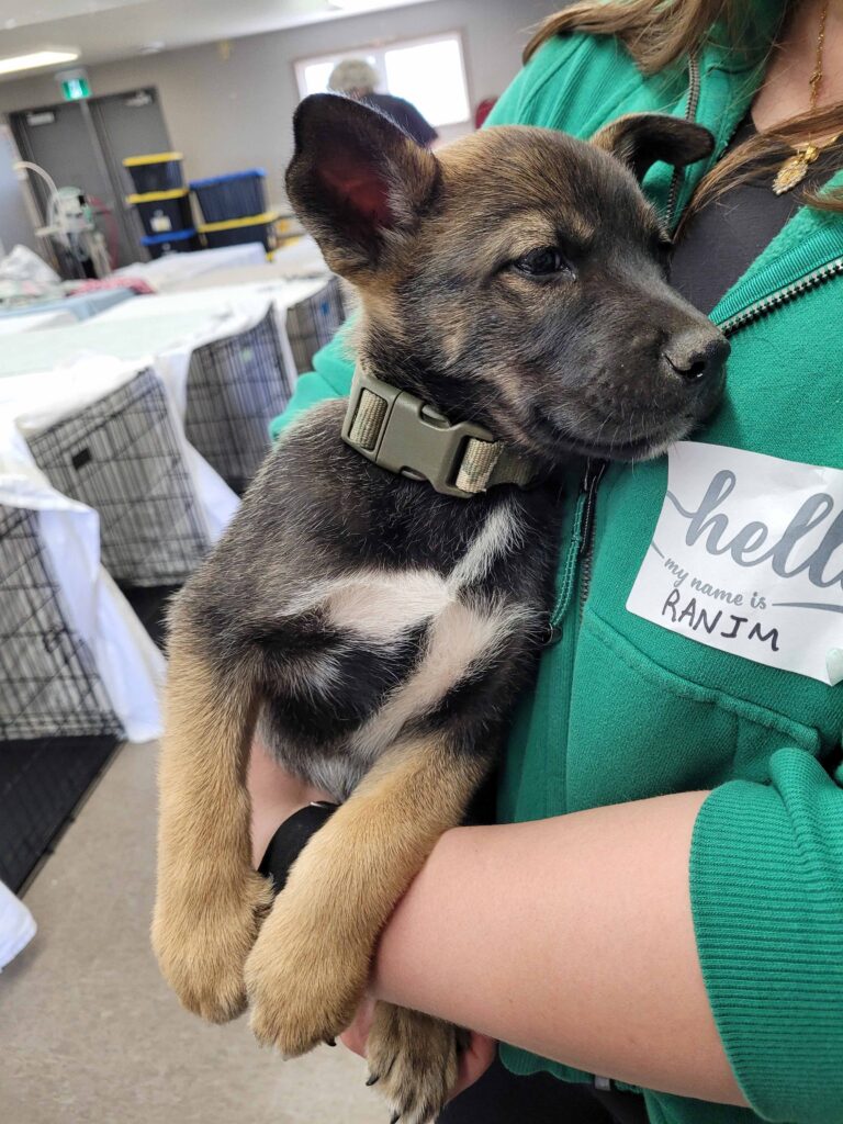 Small brown-and-black puppy with a white chest patch being held in someone’s arms at an animal care event.