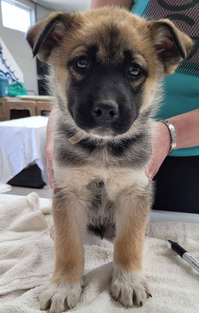 Close-up portrait of a young brown-and-black puppy with a dark facial mask standing on a table.