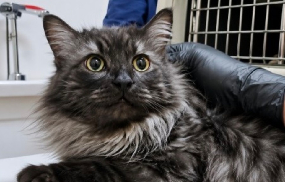 Close-up of a fluffy gray-and-black long-haired cat with bright eyes resting during a veterinary examination.