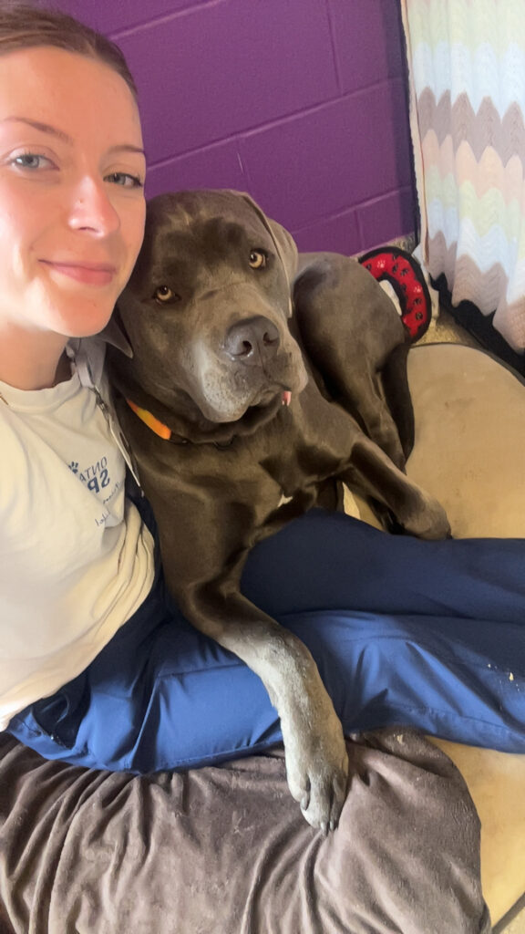 A person sits closely beside a large gray dog resting on a bed