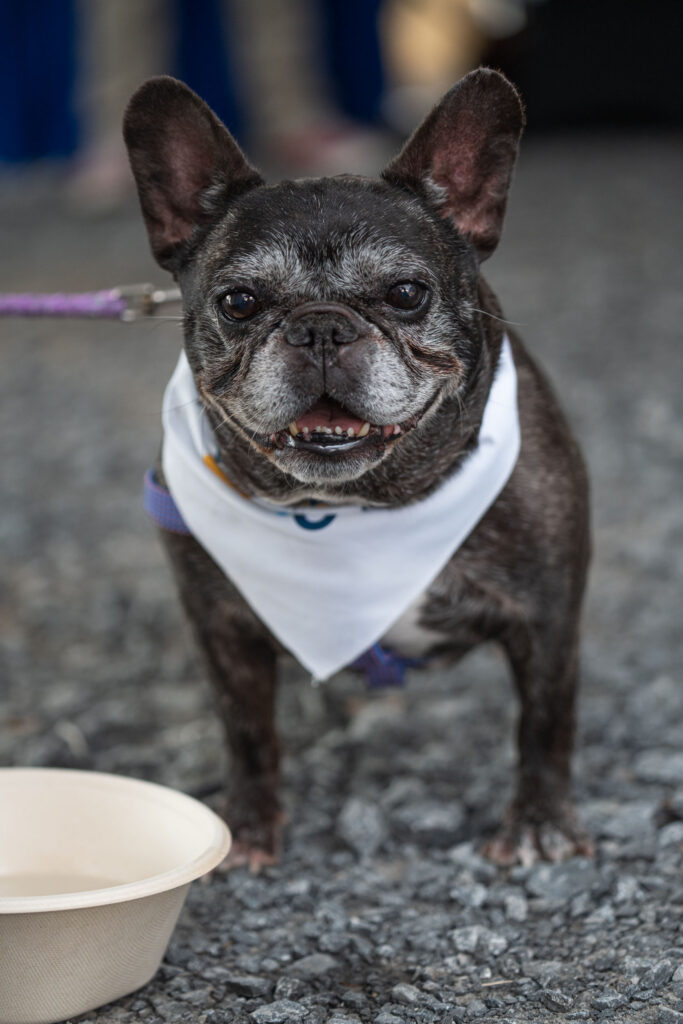 Close-up portrait of a small black-and-brindle French Bulldog wearing a white bandana.