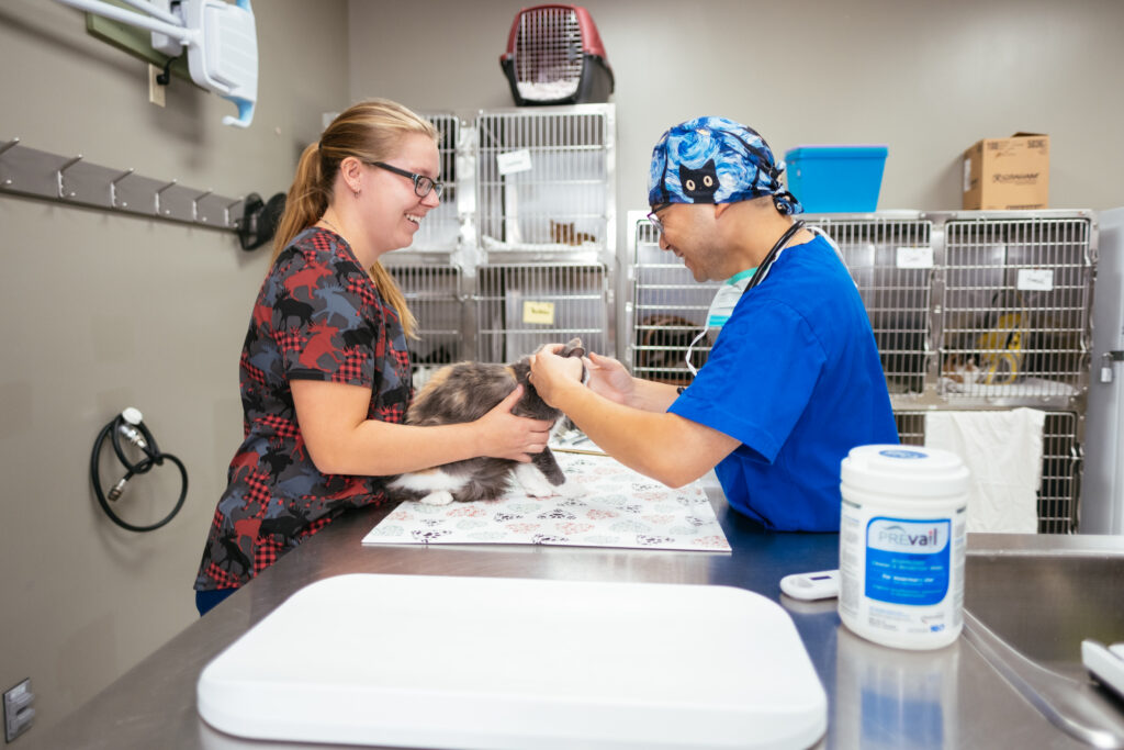 Veterinary professional examines a cat on an exam table while a staff member gently restrains the cat in a clinic treatment room.
