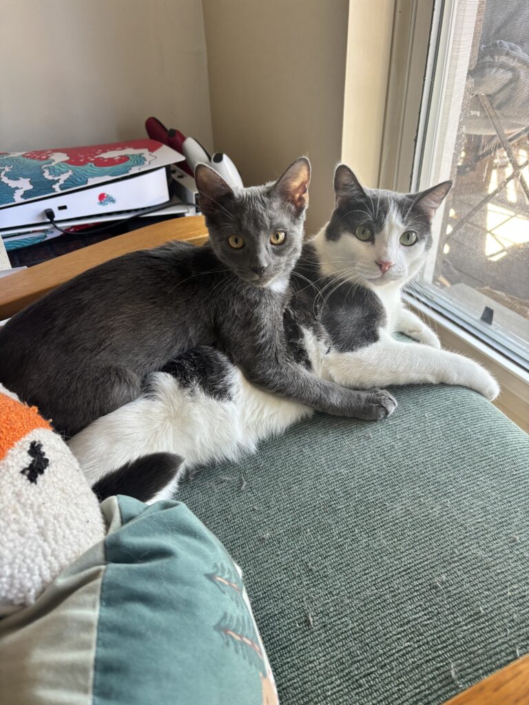 A gray kitten lounges across a black-and-white cat while both sit together on a windowsill, looking toward the camera.