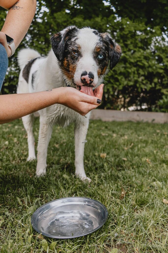 Australian shepherd–type dog with one blue eye and one brown eye drinking water from a person’s hand beside a water bowl outdoors.
