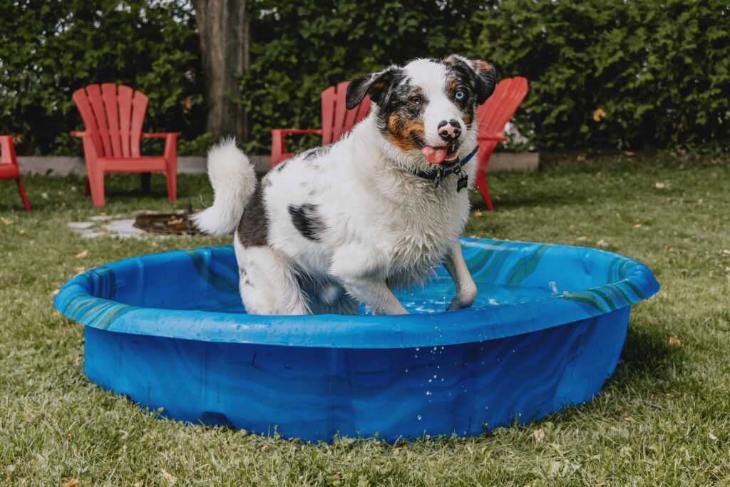 Australian shepherd–type dog standing in a blue kiddie pool in a grassy backyard on a warm day.