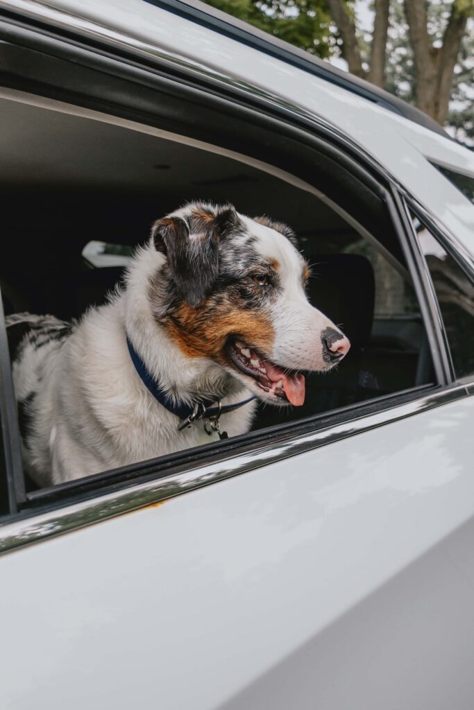 Dog looking out the open window of a parked vehicle with its tongue out.