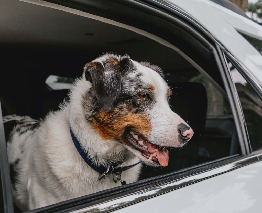 Australian shepherd–type dog looking out an open car window during a ride.