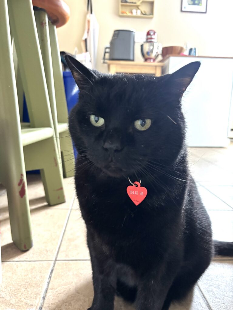 A black cat with green eyes sits on a tiled floor wearing a red heart-shaped name tag.