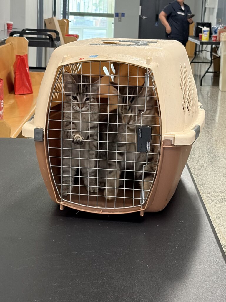 Two gray tabby kittens sitting together inside a pet carrier at a community animal care event.