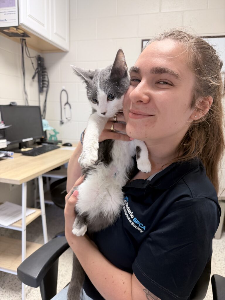 A girl wearing an Ontario SPCA polo shirt holds a gray-and-white kitten in an office at an animal centre.