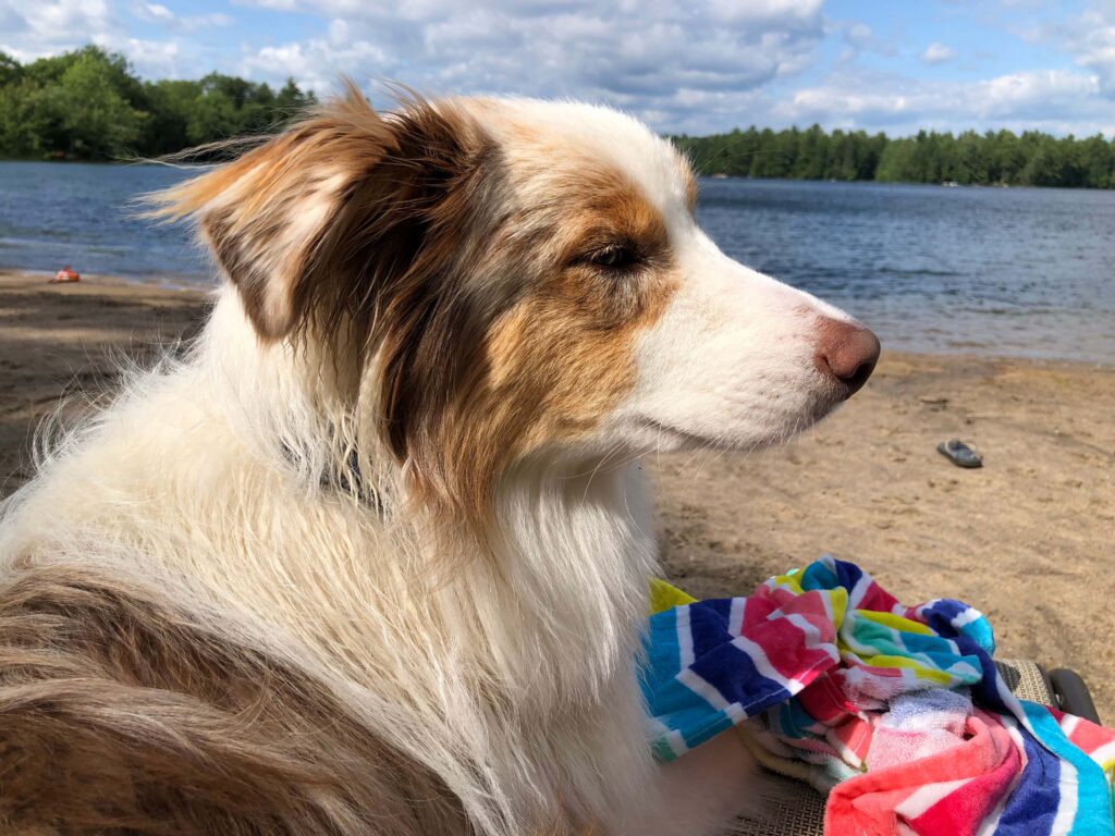 Australian shepherd–type dog resting on a lakeside beach beside colorful towels.