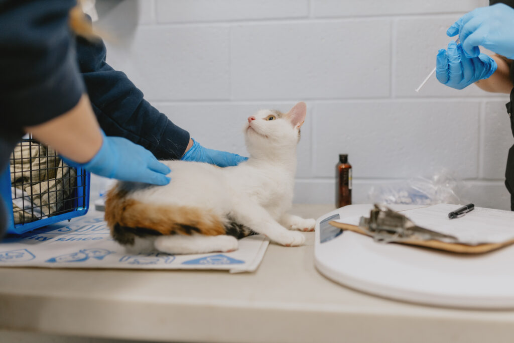 A white calico cat sits calmly on an examination table while veterinary staff wearing blue gloves gently hold and examine it