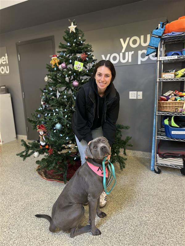 A person stands behind a gray dog sitting on a leash inside an animal centre.