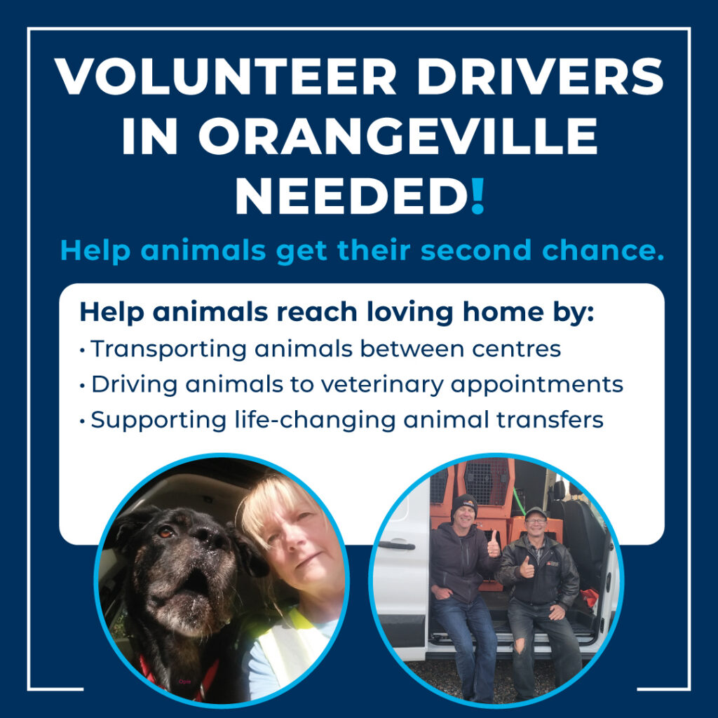 Graphic reading 'Volunteer Drivers in Orangeville Needed! Help animals get their second chance.' Duties include transporting animals between centres, driving to vet appointments, and supporting animal transfers.