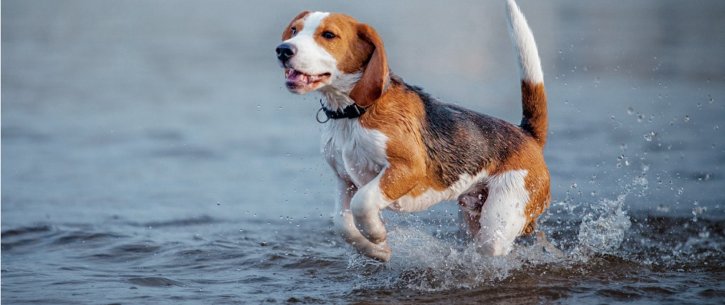 A tricolour beagle runs through shallow water, splashing droplets around as it move
