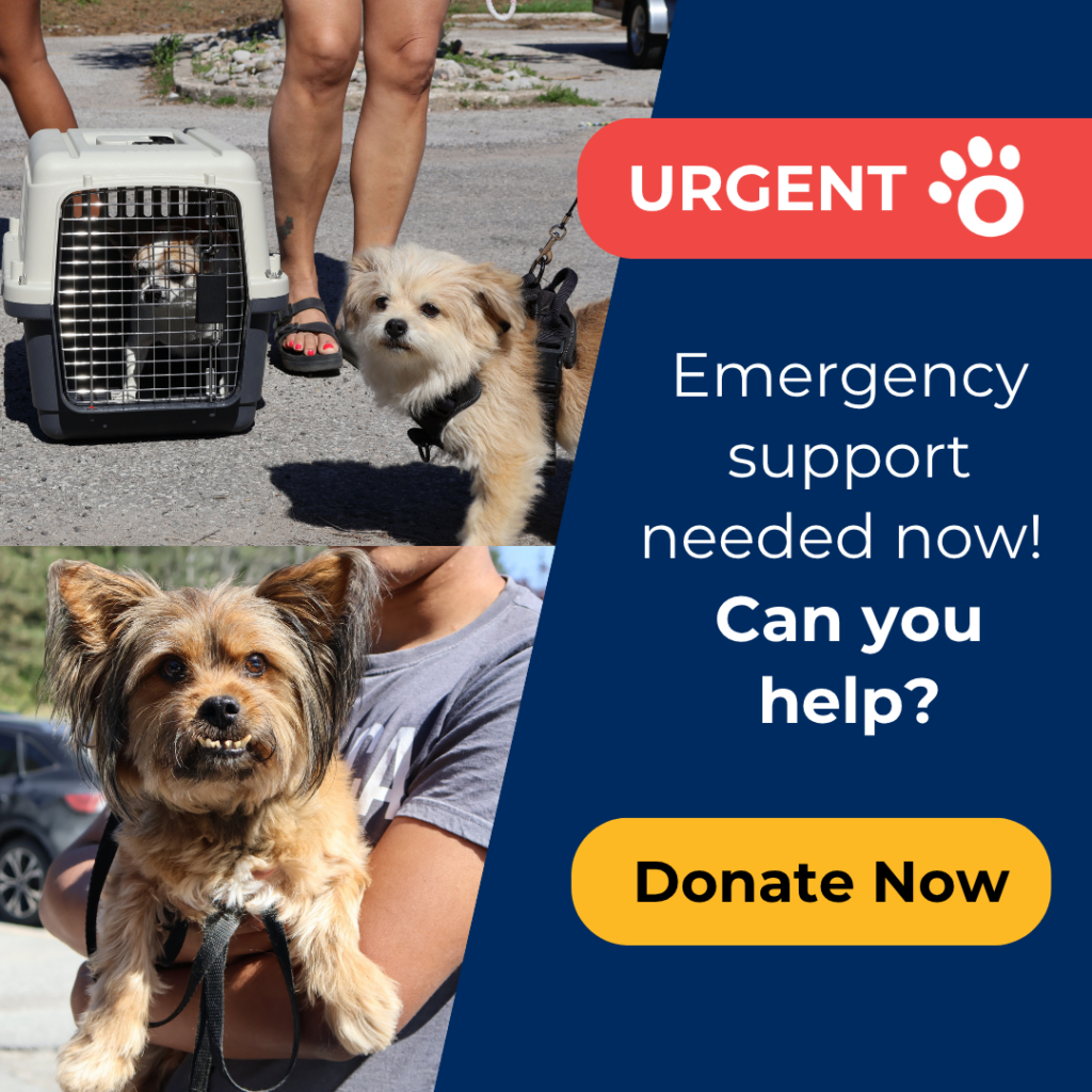 urgent appeal image with three dogs looking at the camera. 