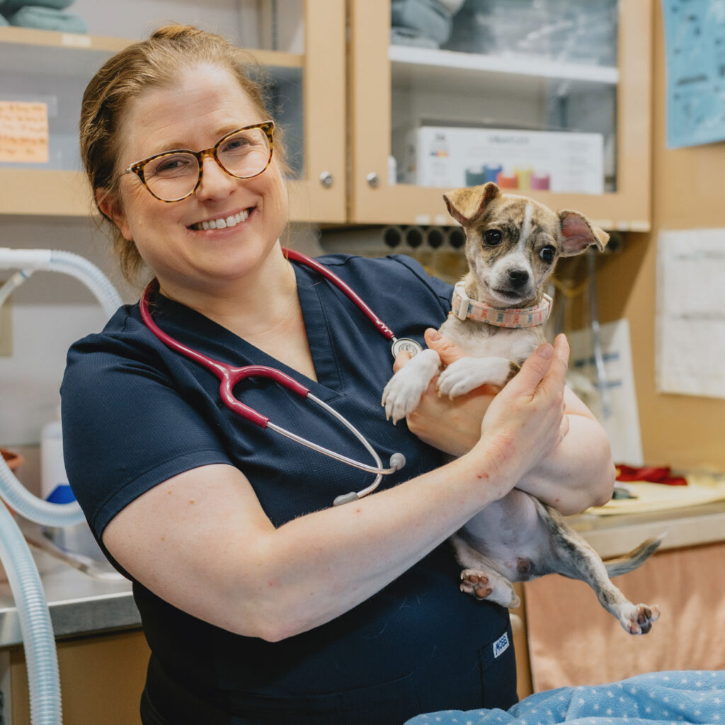 A close-up of a smiling veterinarian wearing glasses and blue scrubs with a stethoscope around her neck. She is holding a small, scruffy puppy in her arms inside a veterinary clinic.