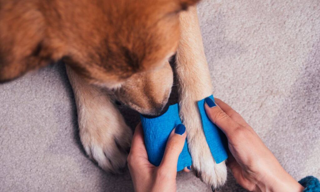 dog having its paw bandaged