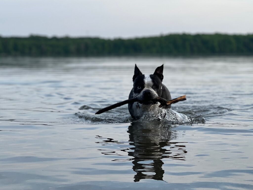 Boston terrier swimming in a lake while carrying a stick in its mouth.