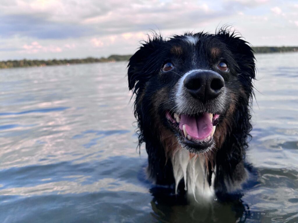 Wet black-and-white dog standing in shallow lake water, looking toward the camera with a happy expression.