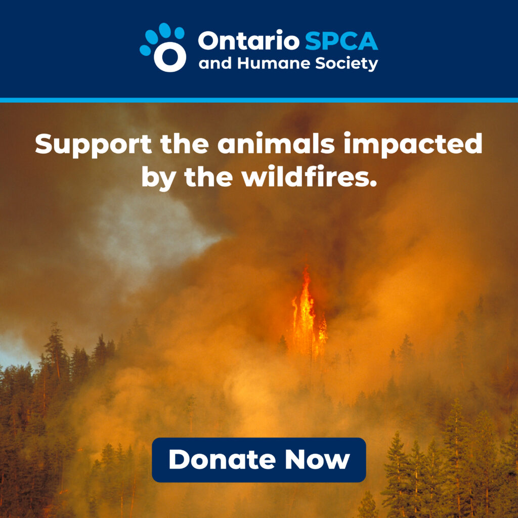 An image showing a forest fire with heavy orange smoke filling the sky, with the text 'Support the animals impacted by the wildfires' at the top and a 'Donate Now' button at the bottom.