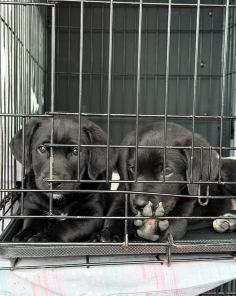 Two black Labrador puppies rest side by side inside a wire crate, looking through the bars while one puppy gently chews on its own paw.