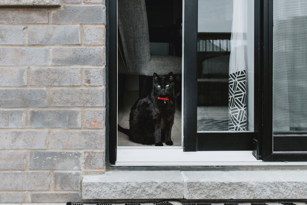 A black cat wearing a red collar sits inside a partially open sliding glass door, looking outside from the safety of its home.