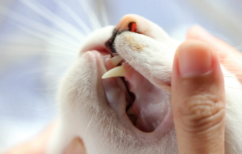 Cat teeth