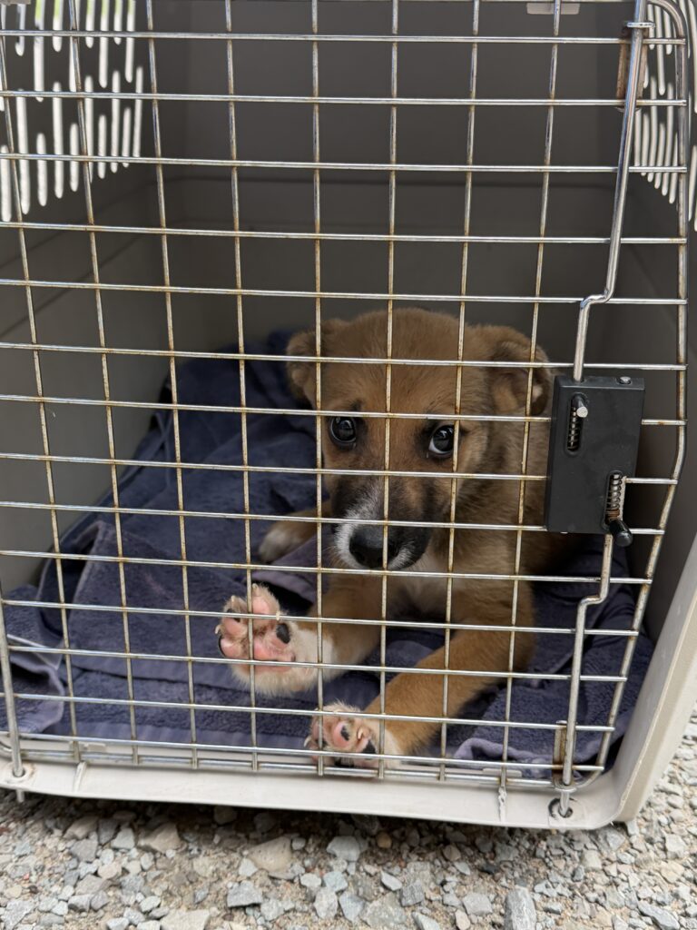 A small brown puppy with white markings sits inside a pet carrier on a soft towel, looking out through the wire door with one paw resting against the front.