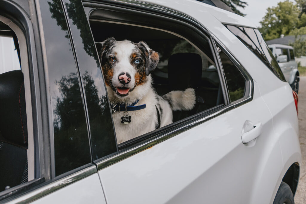 Dog with brown and white markings wearing collar gazes out open vehicle window