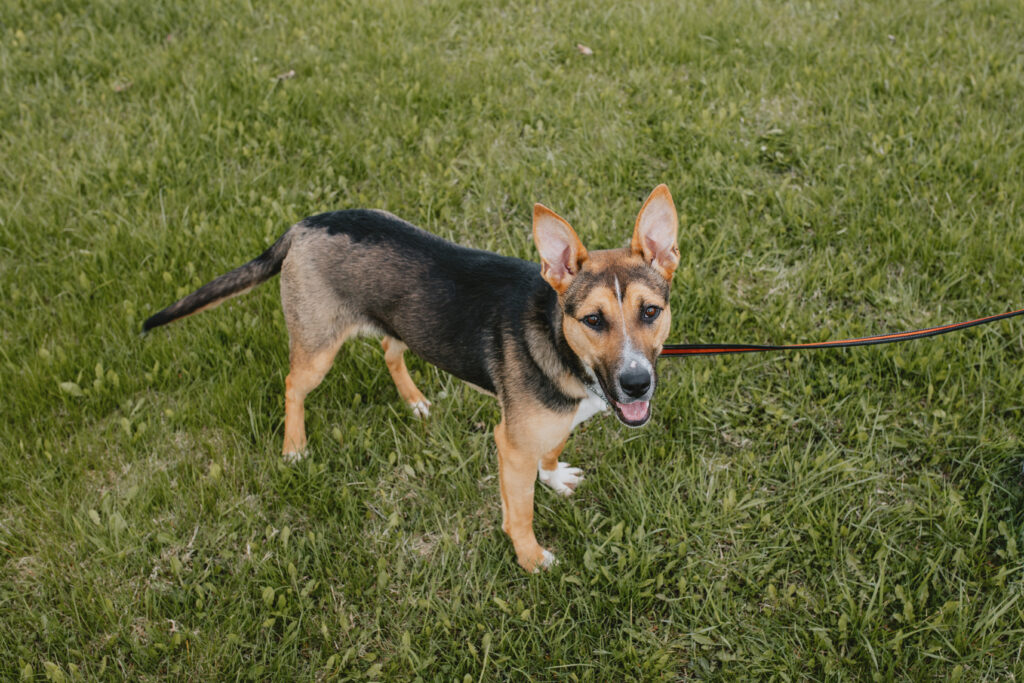 A black-and-tan dog with large upright ears stands on a grassy field, looking toward the camera with a happy expression while on leash.