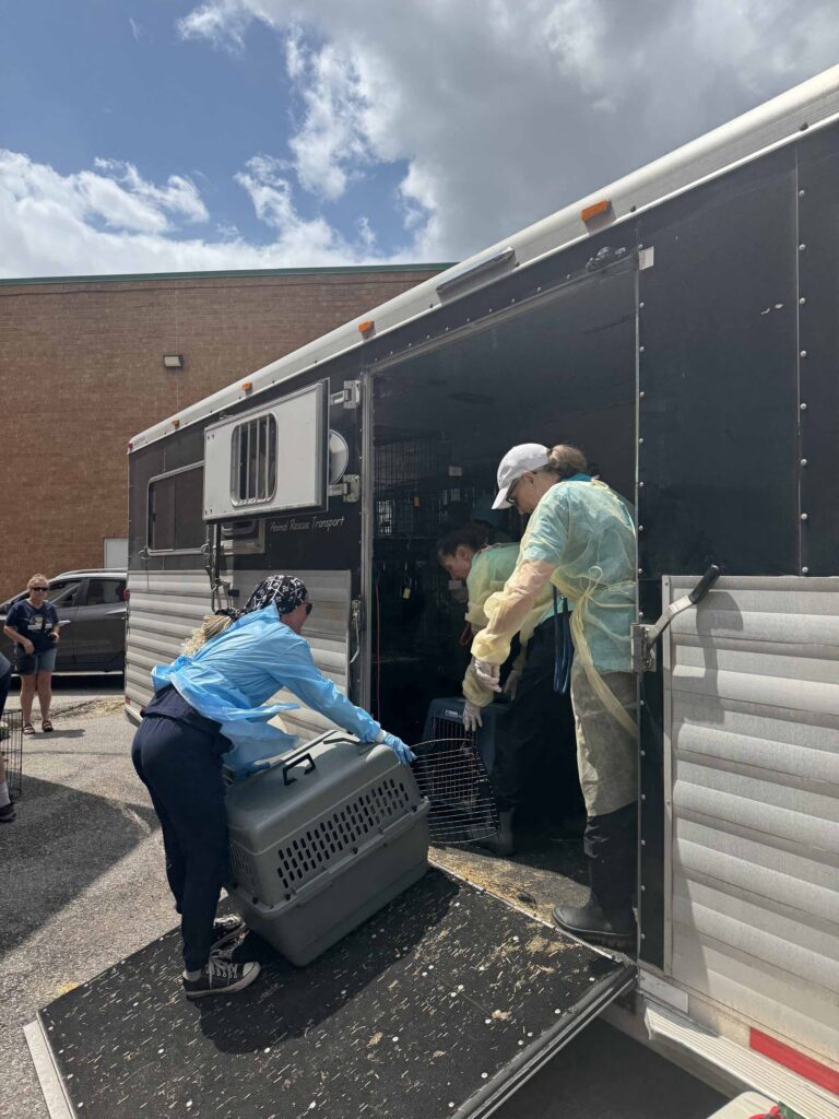 Volunteers wearing protective gowns unload animal transport kennels from a rescue trailer during an animal transfer operation.
