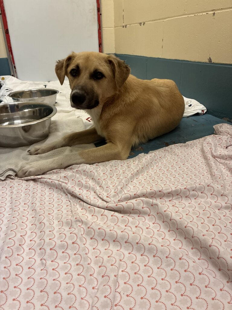 A tan dog rests on blankets beside food and water bowls inside a temporary shelter space.